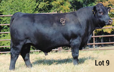 Lot 9- TJB 339Z GUNSLINGER 503C ET